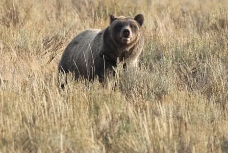 Hiker Injured by Bear in Wilderness Area Air Lifted to Medical Facility