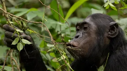 Chimpanzees Consuming the Equivalent of One Lager Per Day from Fermented Fruits, Study Shows