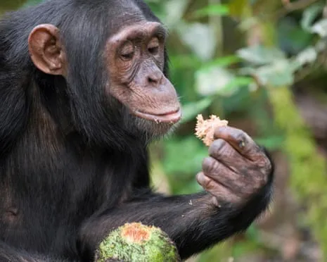 Apes Consume Daily Alcohol Comparable to a Lager from Ripe Figs